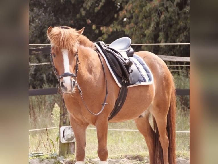 Icelandic Horse Gelding 10 years 13,1 hh Chestnut-Red in Kleve