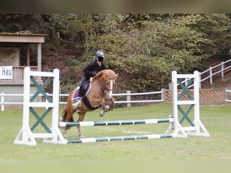 Icelandic Horse Gelding 10 years 13,1 hh Chestnut-Red in Kleve