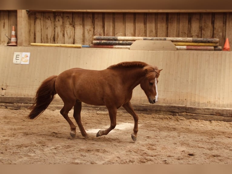 Icelandic Horse Gelding 10 years 13,1 hh Chestnut-Red in Kleve