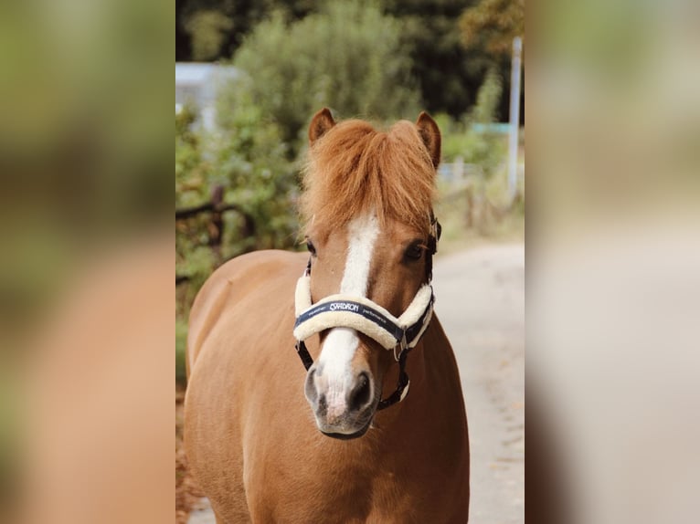 Icelandic Horse Gelding 10 years 13,1 hh Chestnut-Red in Kleve