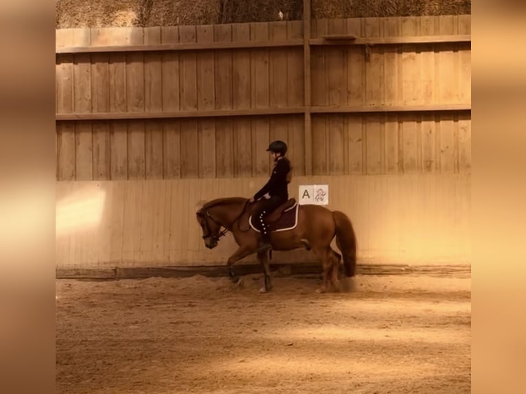 Icelandic Horse Gelding 10 years 13,1 hh Chestnut-Red in Kleve