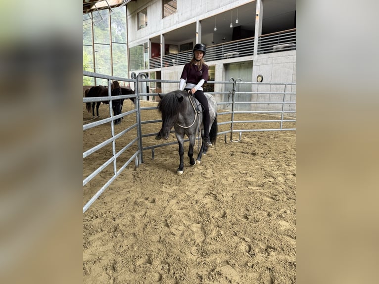 Icelandic Horse Gelding 10 years 13,1 hh Roan-Blue in Sonntag