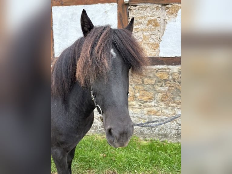 Icelandic Horse Gelding 10 years 13,2 hh Black in Bad Driburg