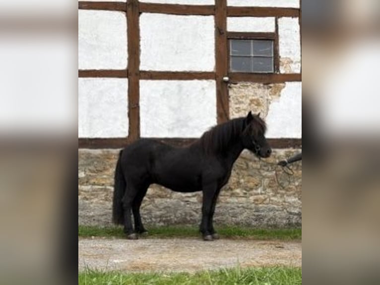 Icelandic Horse Gelding 10 years 13,2 hh Black in Bad Driburg