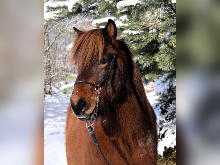 Icelandic Horse Gelding 10 years 13,2 hh Brown in Friesenhagen