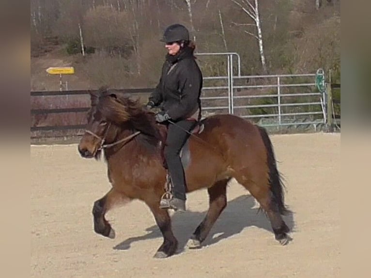Icelandic Horse Gelding 10 years 13,2 hh Brown in Friesenhagen
