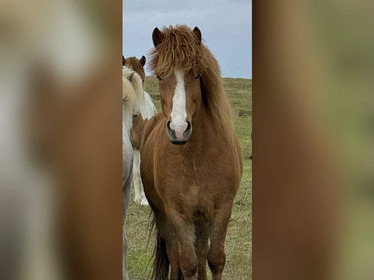 Icelandic Horse Gelding 10 years 13,2 hh Chestnut-Red in Akureyri