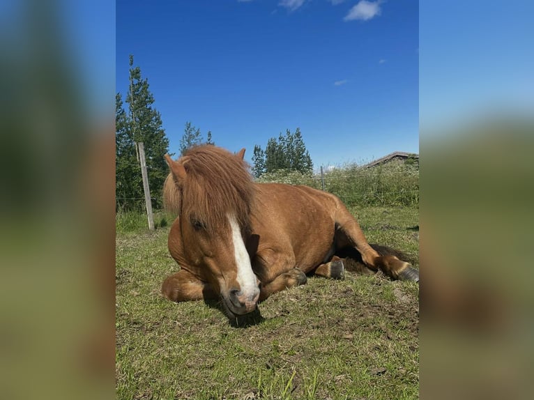 Icelandic Horse Gelding 10 years 13,2 hh Chestnut-Red in Akureyri