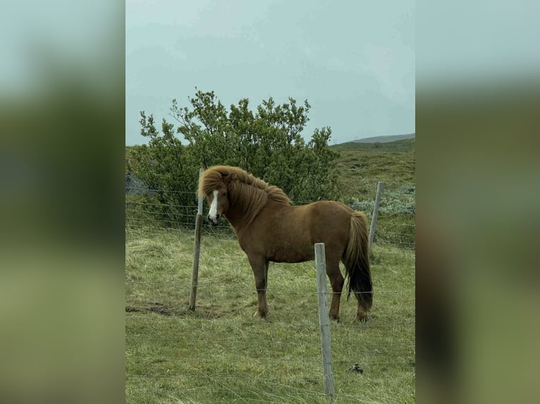 Icelandic Horse Gelding 10 years 13,2 hh Chestnut-Red in Akureyri