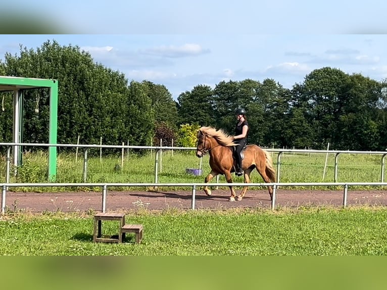 Icelandic Horse Gelding 10 years 13,3 hh Chestnut-Red in SoltauSoltau