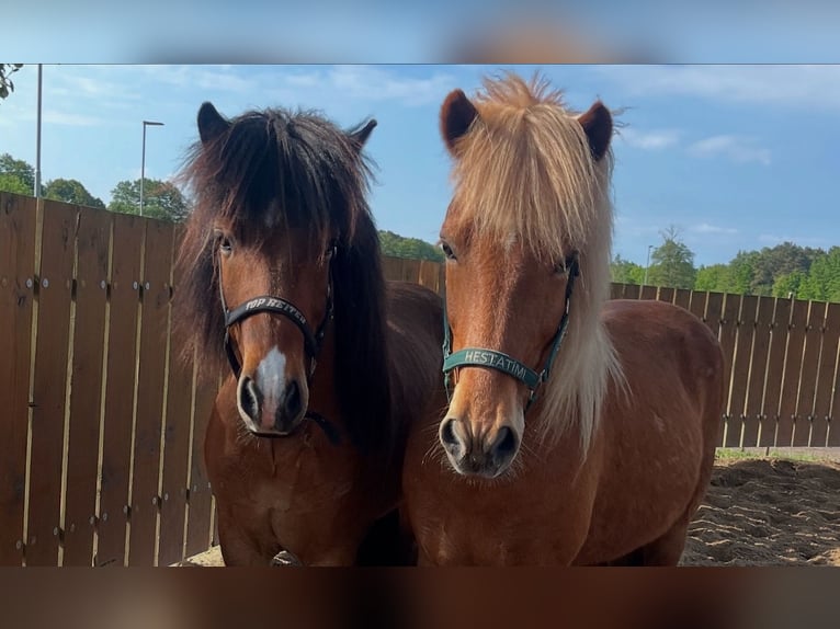 Icelandic Horse Gelding 10 years 13,3 hh Chestnut-Red in SoltauSoltau