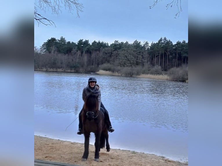 Icelandic Horse Gelding 10 years 14.1 hh Black in Ochtrup