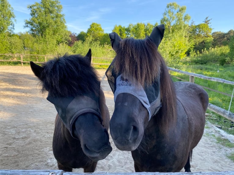 Icelandic Horse Gelding 10 years 14.1 hh Black in Ochtrup