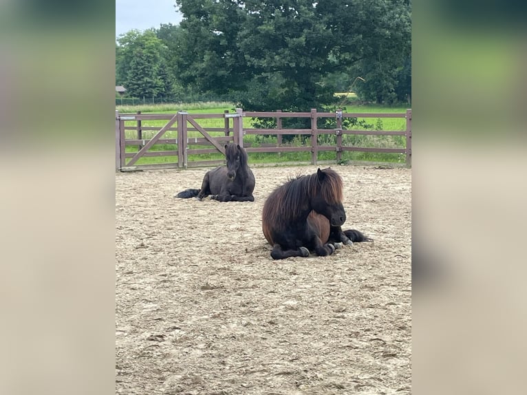 Icelandic Horse Gelding 10 years 14.1 hh Black in Rastede