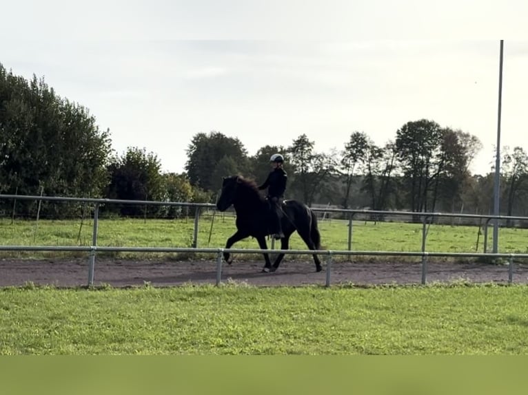 Icelandic Horse Gelding 10 years 14.1 hh Black in Soltau