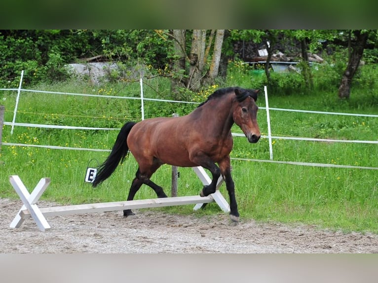 Icelandic Horse Gelding 10 years 14,1 hh Brown in Freiburg im Breisgau