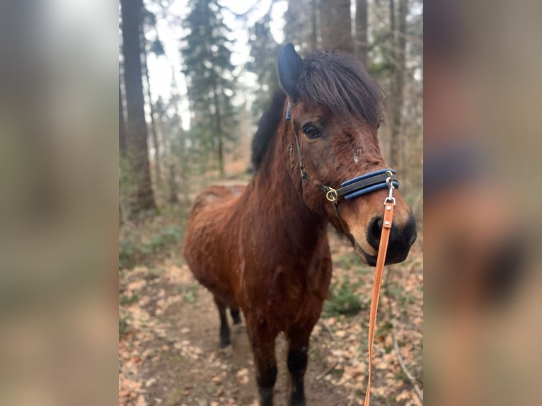 Icelandic Horse Gelding 10 years 14,1 hh Brown in Freiburg im Breisgau
