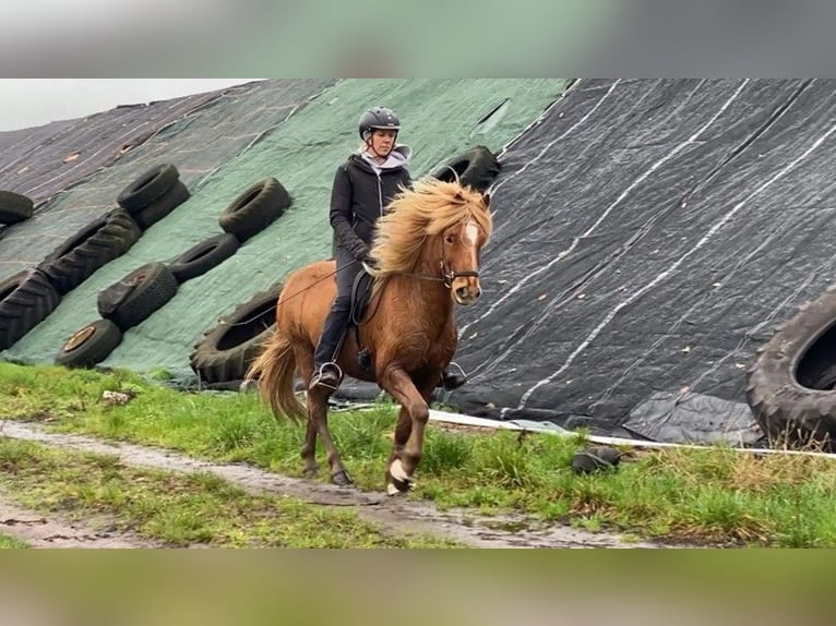 Icelandic Horse Gelding 10 years 14,1 hh Chestnut-Red in Schneverdingen