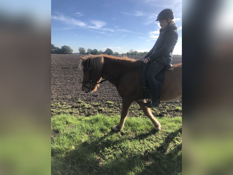 Icelandic Horse Gelding 10 years 14,1 hh Chestnut-Red in Geeste