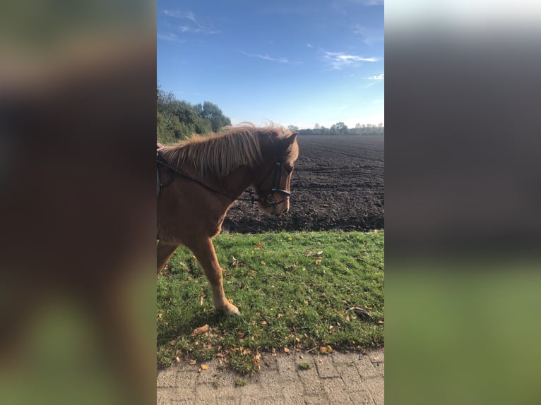 Icelandic Horse Gelding 10 years 14,1 hh Chestnut-Red in Geeste