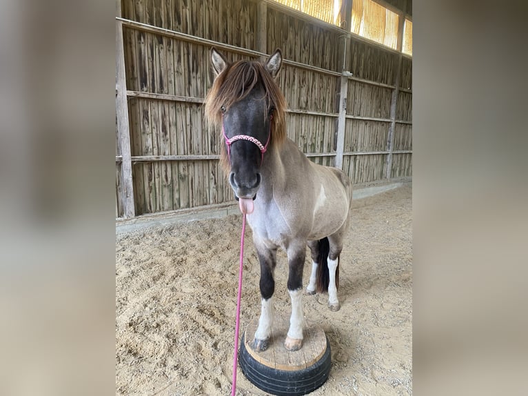 Icelandic Horse Gelding 10 years 14,1 hh Pinto in Fürstenfeldbruck