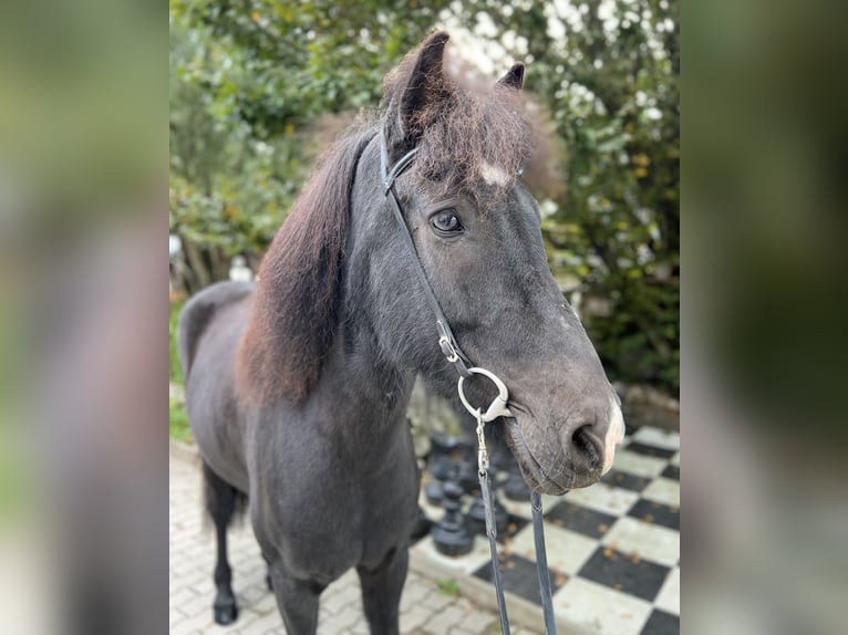 Icelandic Horse Gelding 10 years 14,2 hh Black in Lochen am See