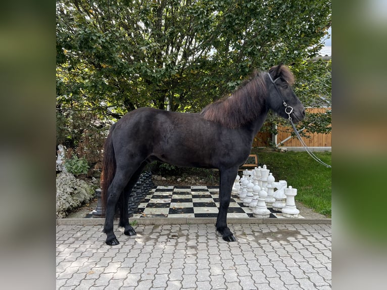 Icelandic Horse Gelding 10 years 14,2 hh Black in Lochen am See