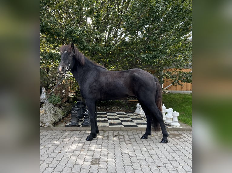 Icelandic Horse Gelding 10 years 14,2 hh Black in Lochen am See