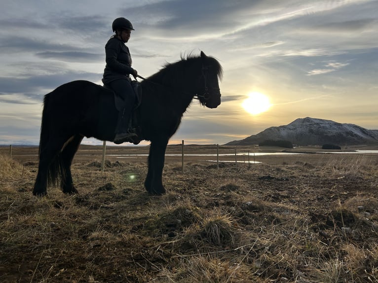 Icelandic Horse Gelding 10 years 14,2 hh Black in Selfoss