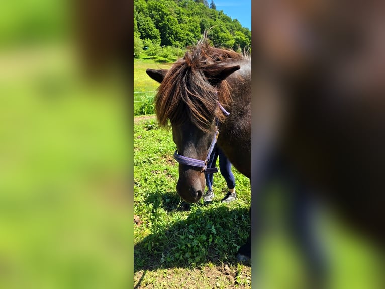 Icelandic Horse Gelding 10 years 14.2 hh Black in Münstertal