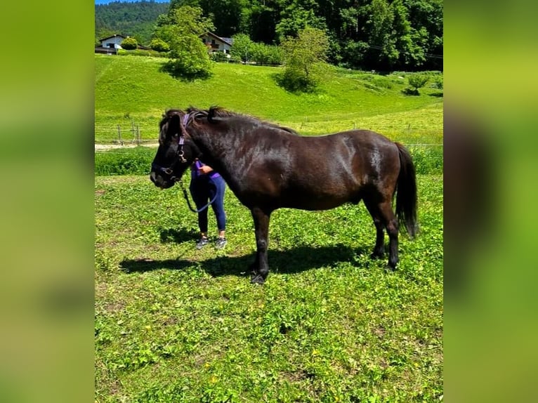 Icelandic Horse Gelding 10 years 14.2 hh Black in Münstertal
