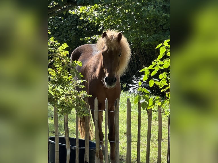 Icelandic Horse Gelding 10 years 14.2 hh Chestnut-Red in Königswinter