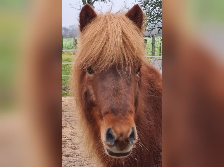 Icelandic Horse Gelding 10 years 14 hh Chestnut in Straelen