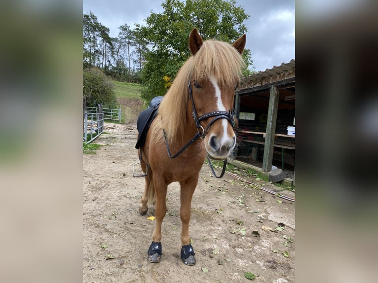 Icelandic Horse Gelding 10 years 14 hh Chestnut-Red in Rotenburg an der Fulda