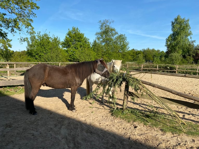 Icelandic Horse Gelding 10 years 14,1 hh Black in Ochtrup