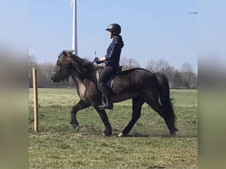 Icelandic Horse Gelding 10 years 14,1 hh Black in Ochtrup