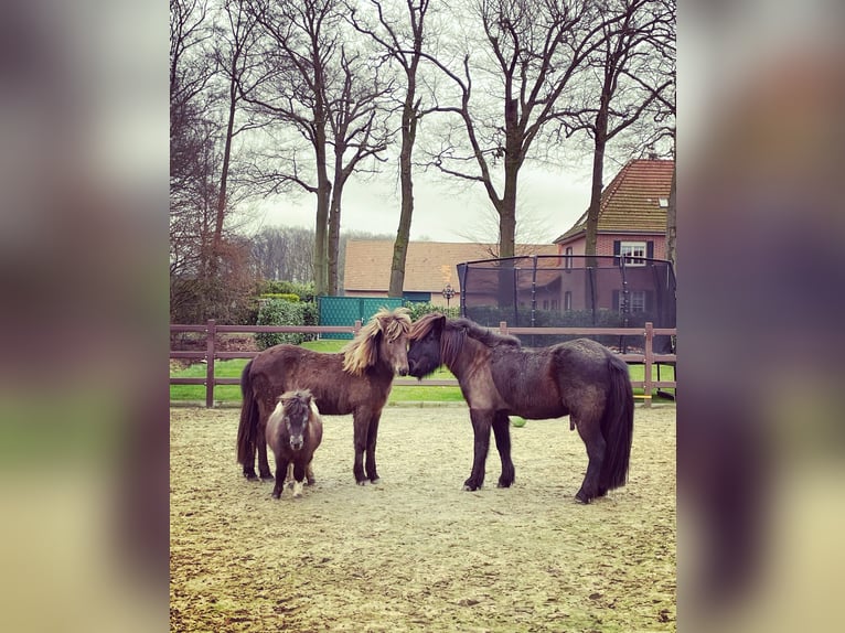 Icelandic Horse Gelding 10 years 14,1 hh Black in Rastede
