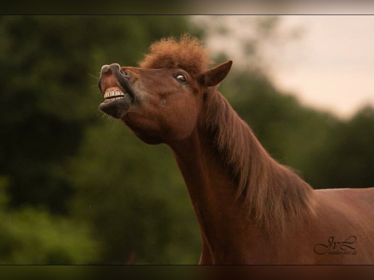 Icelandic Horse Gelding 10 years 14,1 hh Chestnut in Bargfeld-Stegen