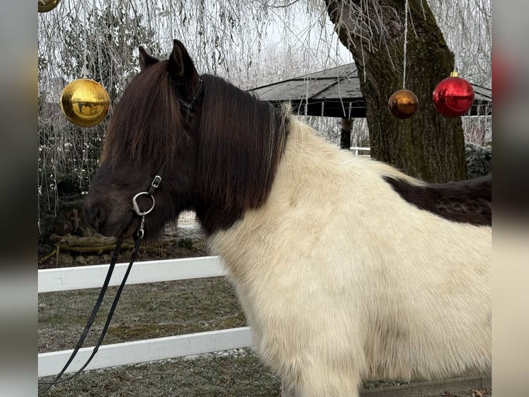 Icelandic Horse Gelding 10 years 14,1 hh Pinto in Lochen am See