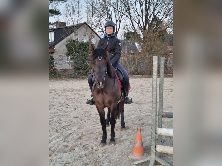 Icelandic Horse Mix Gelding 10 years 14,2 hh Black in Winsen (Aller)