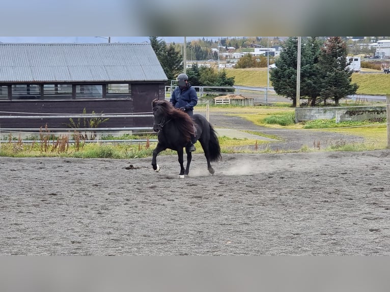 Icelandic Horse Gelding 10 years 14,2 hh Smoky-Black in Friedberg
