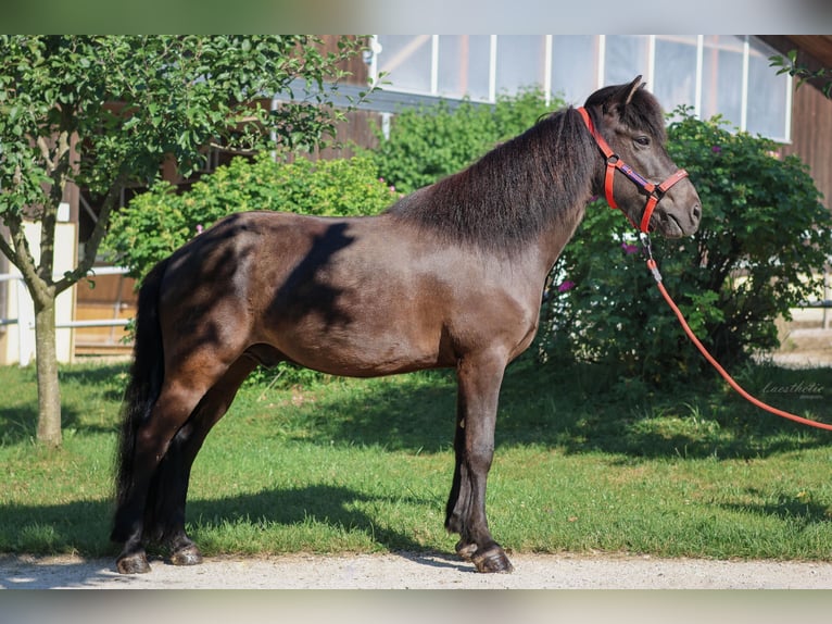 Icelandic Horse Gelding 10 years Black in Stra&#xDF;walchen