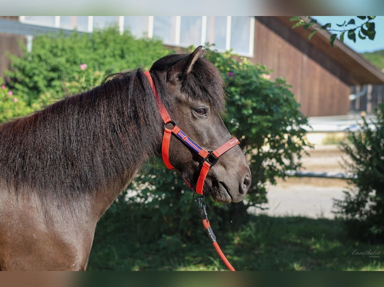 Icelandic Horse Gelding 10 years Black in Stra&#xDF;walchen