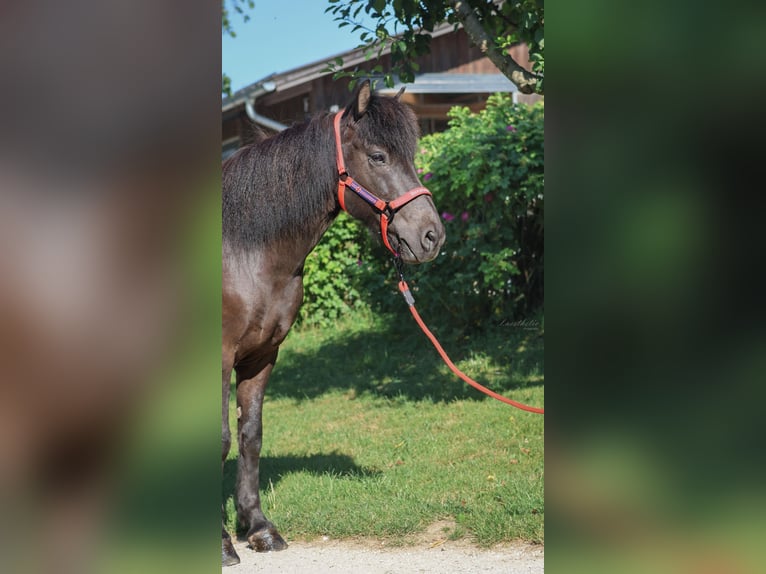 Icelandic Horse Gelding 10 years Black in Stra&#xDF;walchen
