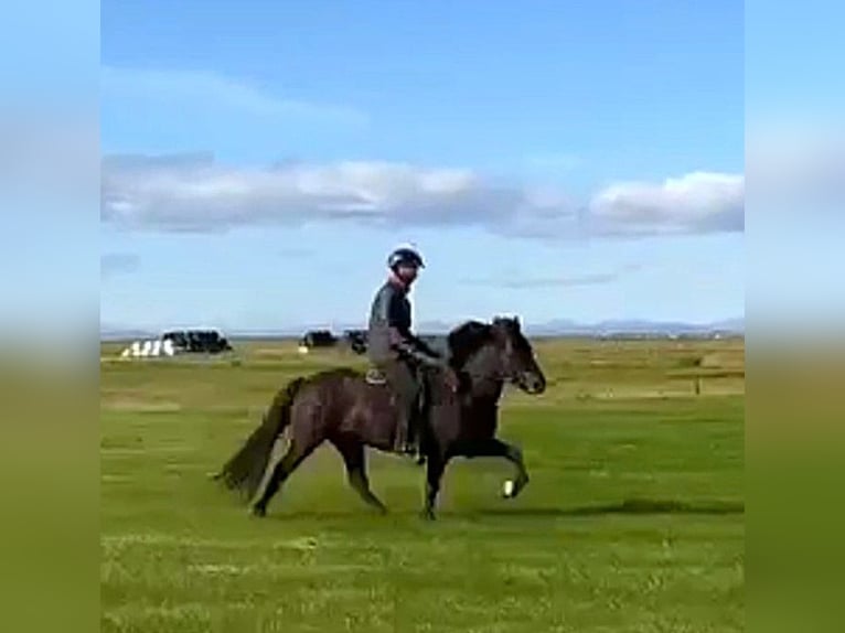 Icelandic Horse Gelding 10 years Black in Süd-Island