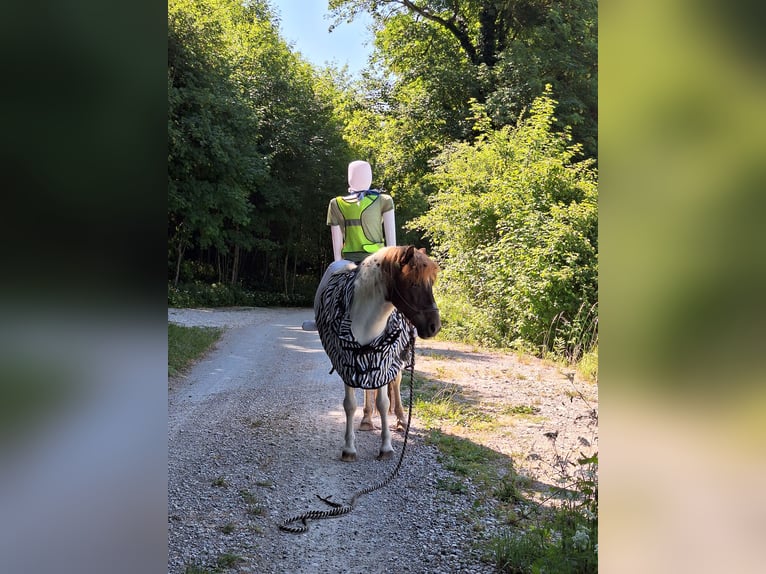Icelandic Horse Gelding 10 years Pinto in P&#xE4;hl