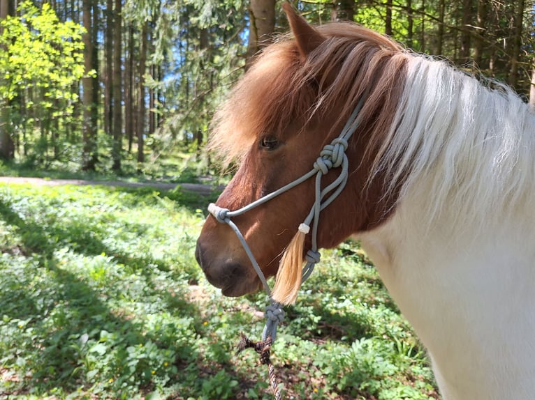 Icelandic Horse Gelding 10 years Pinto in P&#xE4;hl