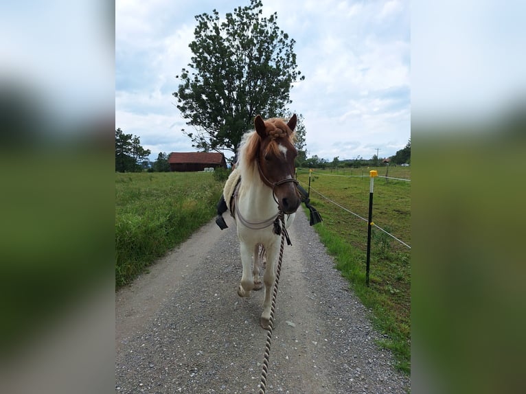 Icelandic Horse Gelding 10 years Pinto in P&#xE4;hl