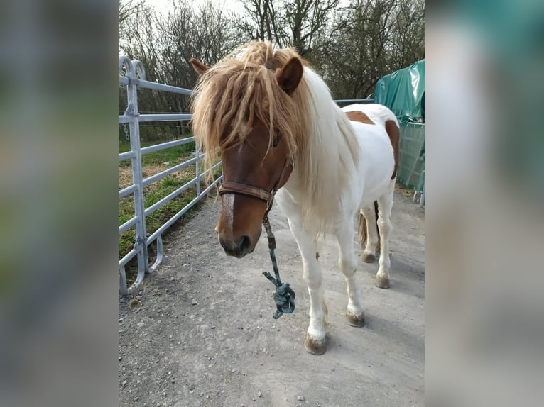 Icelandic Horse Gelding 10 years Pinto in P&#xE4;hl