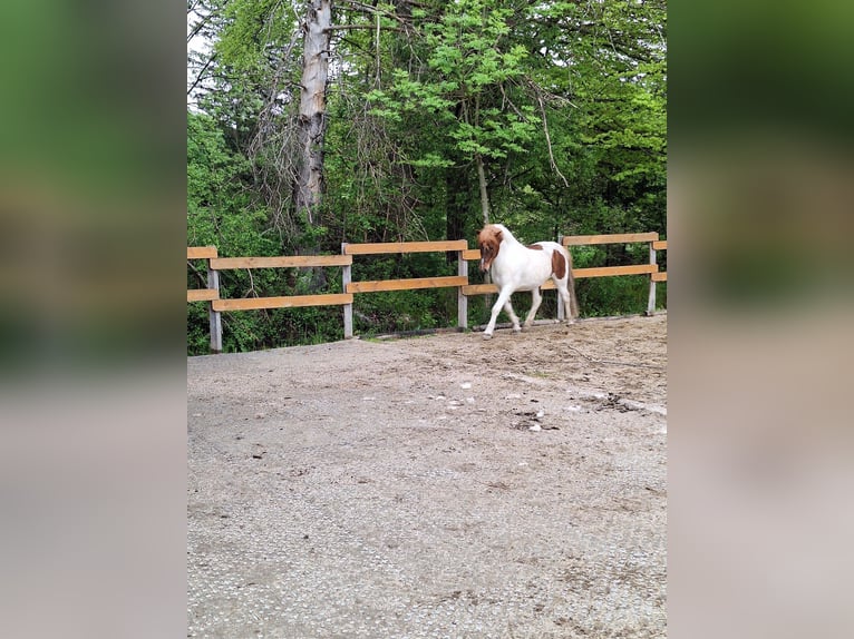 Icelandic Horse Gelding 10 years Pinto in P&#xE4;hl